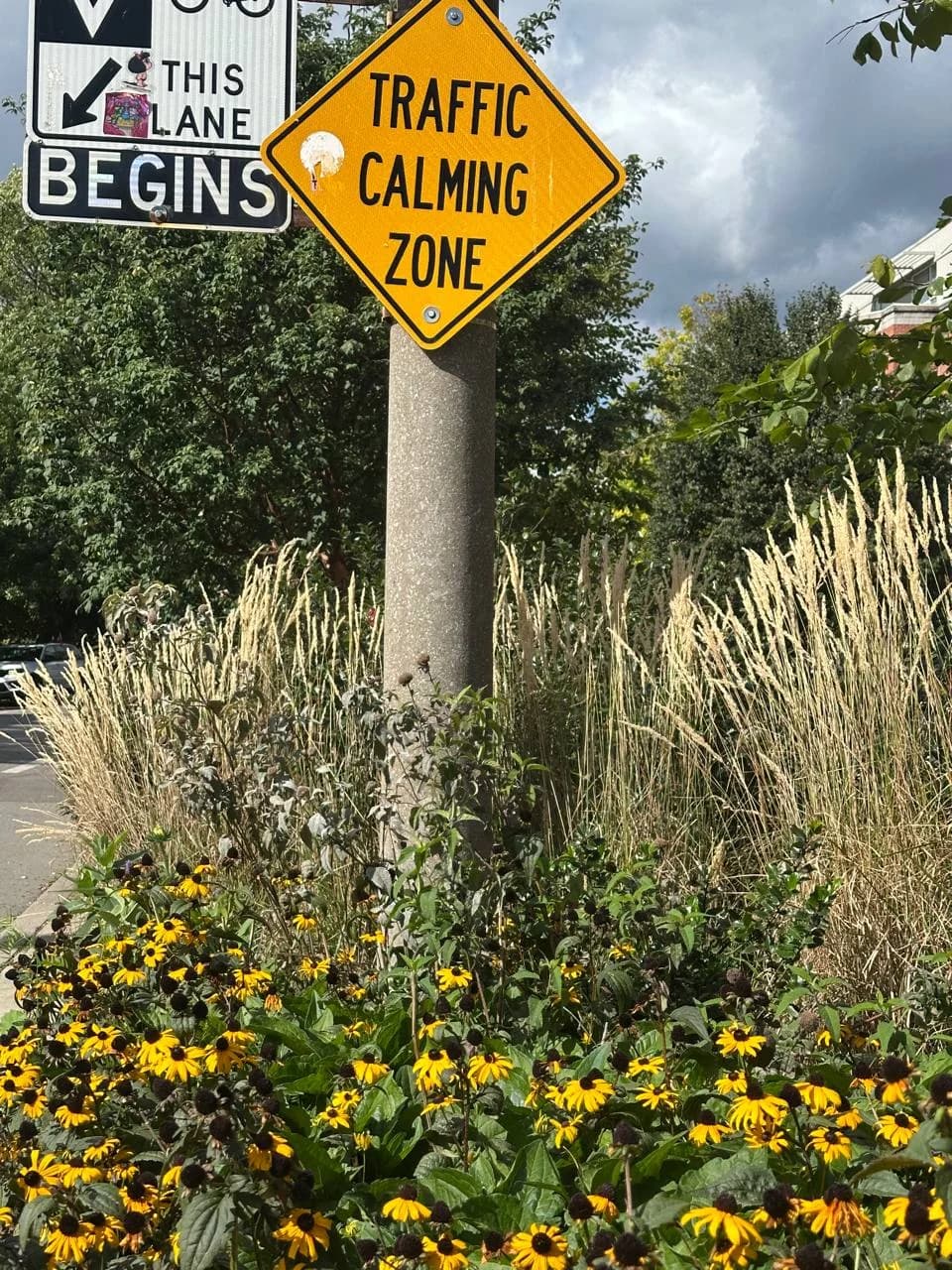 A yellow diamond road sign reading "Traffic Calming Zone" stands amidst a patch of yellow flowers and tall ornamental grasses.