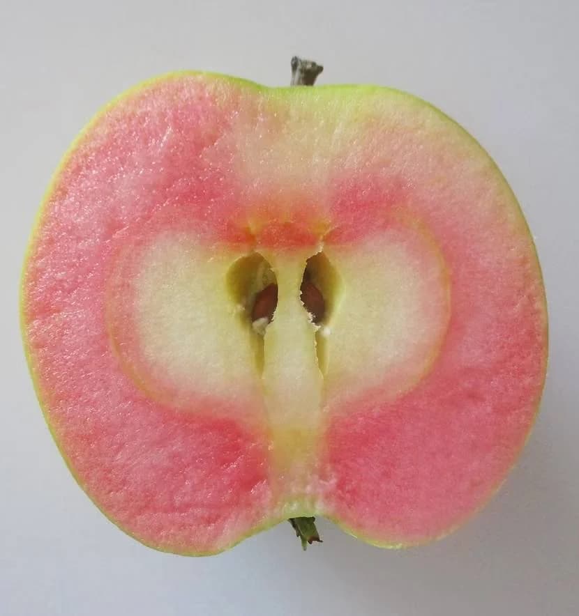 A cross-section of an apple revealing vibrant pink flesh surrounding a pale core with visible seeds.